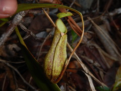 Nepenthes danseri