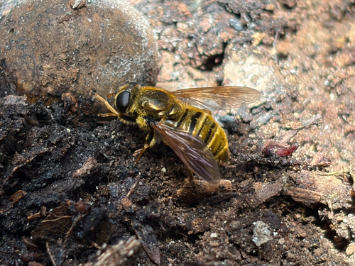 Unknown species found near Ridge Trail, Felton, CA, US