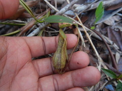 Nepenthes danseri