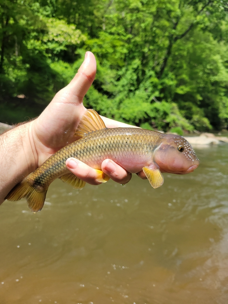 Bigmouth Chub