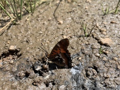 Charaxes jahlusa rex