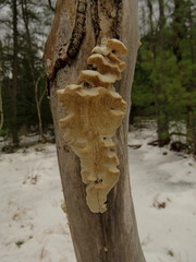 Antrodia heteromorpha