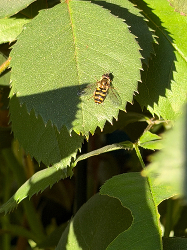 Unknown species found near W University Ave, Fresno, CA, US