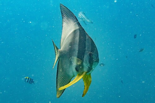 Longfin Batfish — seen at this dive site