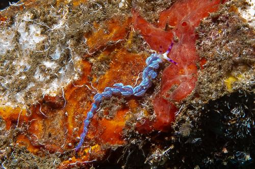 Blue Dragon — seen at this dive site