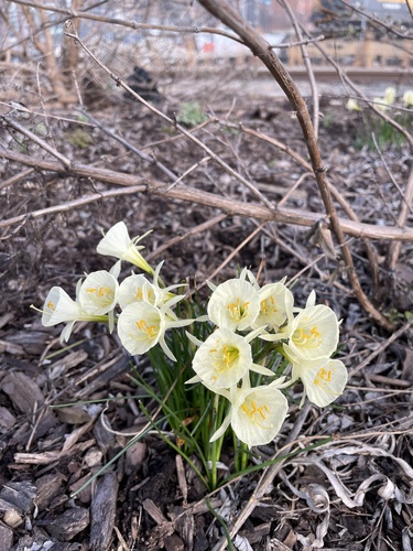 Narcissus gigas, photograph 5