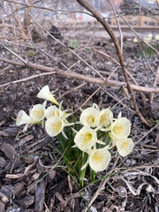 author not stated, no rights reserved Narcissus gigas, photograph author not stated, no rights reserved