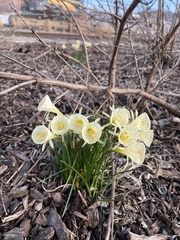 Narcissus gigas, photograph author not stated, no rights reserved