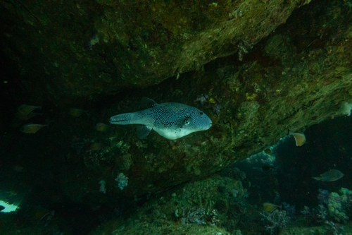 Arothron caeruleopunctatus