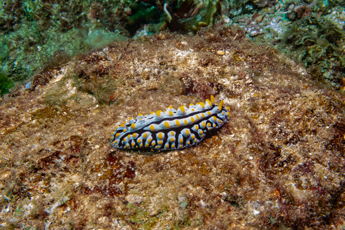 Phyllidia varicosa