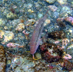 Upeneichthys