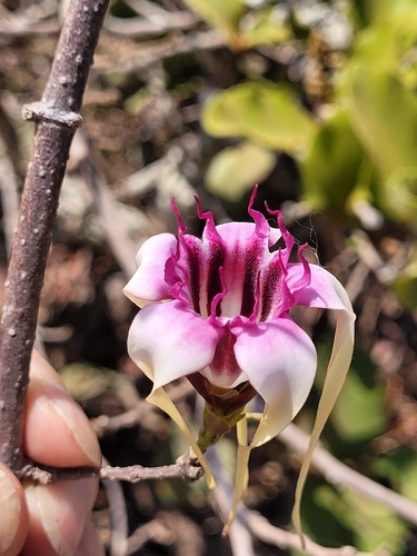 Strophanthus sarmentosus