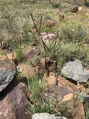 Eustachys paspaloides