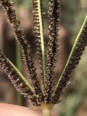 Eustachys paspaloides