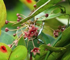 Vincetoxicum dalzellii