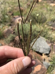 Eustachys paspaloides