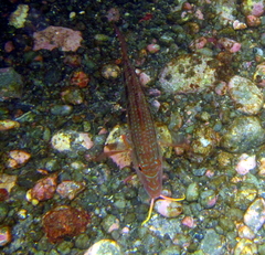 Upeneichthys