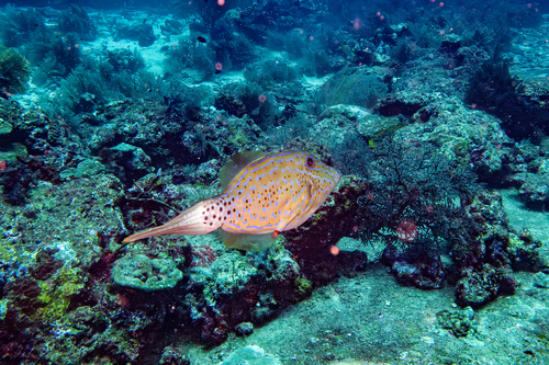 Scrawled Filefish — seen at this dive site