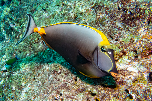 Naso elegans