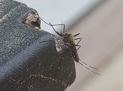 Unknown species found near Creedmoor, NC 27522, USA