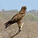 Wahlberg's Eagle - Photo (c) Larry H Moore, some rights reserved (CC BY-NC), uploaded by Larry H Moore