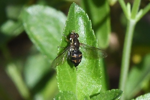 Unknown species found near 33rd St, East Sac, CA, USA
