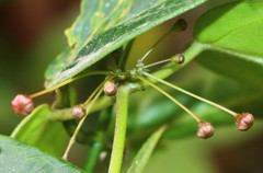 Vincetoxicum dalzellii
