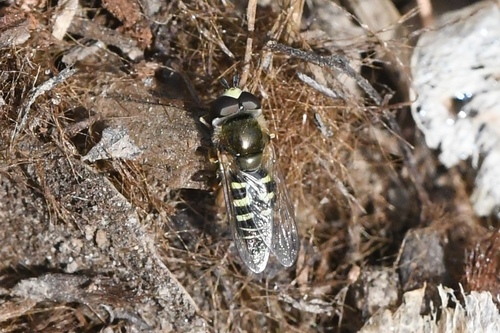 Unknown species found near 33rd St, East Sac, CA, USA