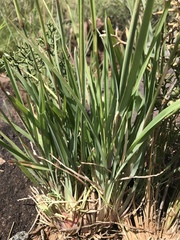 Eustachys paspaloides