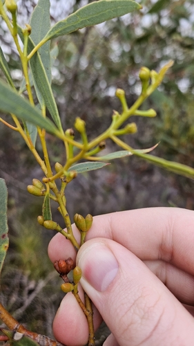 Eucalyptus uncinata observed 2026-03-14