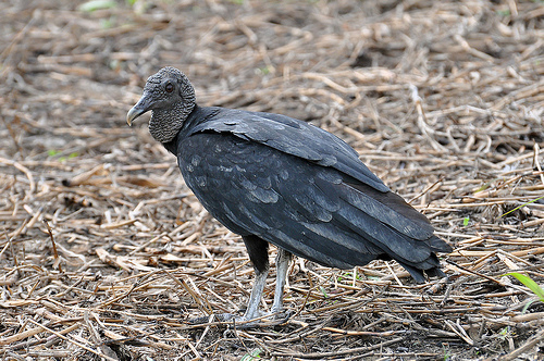 Turkey Vulture  The Maryland Zoo