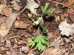 Corydalis intermedia