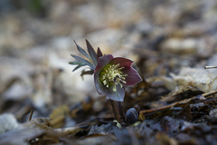 Helleborus purpurascens