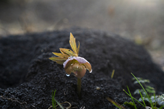 Helleborus purpurascens