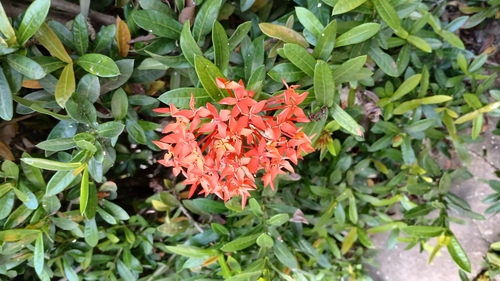 Jungle flame