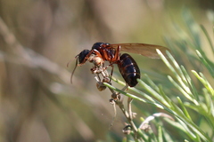 Camponotus dumetorum
