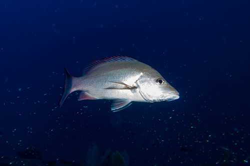 Darktail snapper (Lutjanus lemniscatus) — Lutjanidae