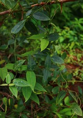 Vincetoxicum dalzellii