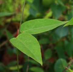 Vincetoxicum dalzellii