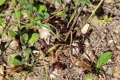 Camponotus dumetorum