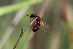 Camponotus dumetorum