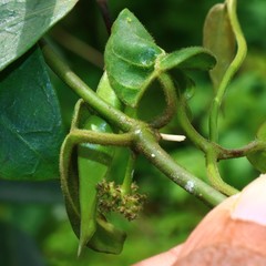 Vincetoxicum dalzellii