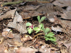 Corydalis intermedia