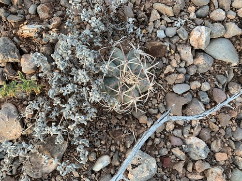Echinocactus horizonthalonius