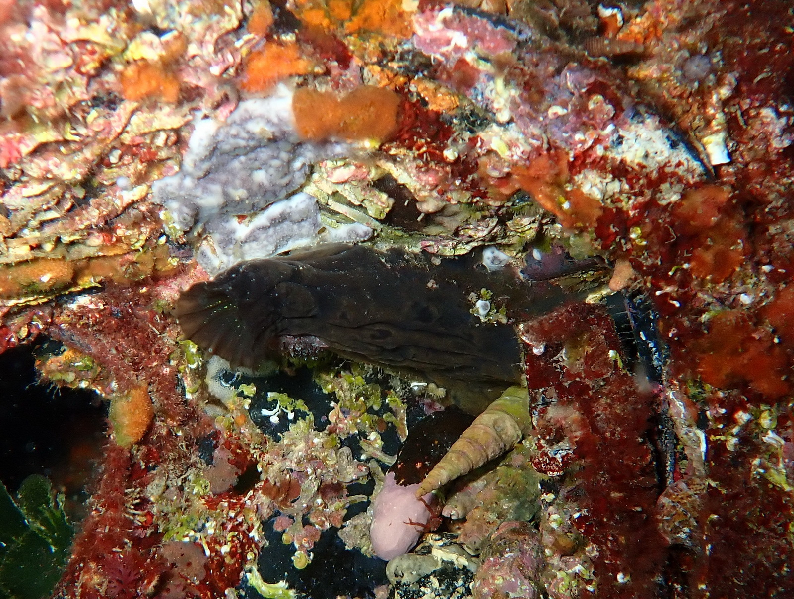 Phallusia fumigata (Grube, 1864)