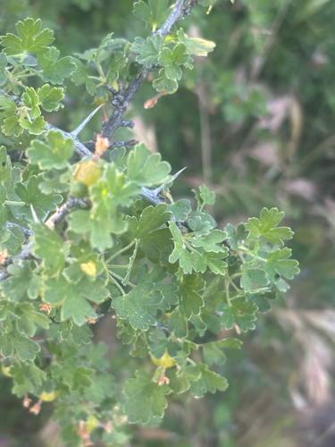 oak gooseberry (Ribes quercetorum)