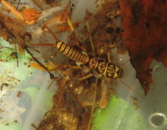 Acroneuria carolinensis