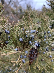 Juniperus
