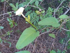 Ipomoea lapathifolia image