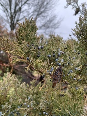 Juniperus